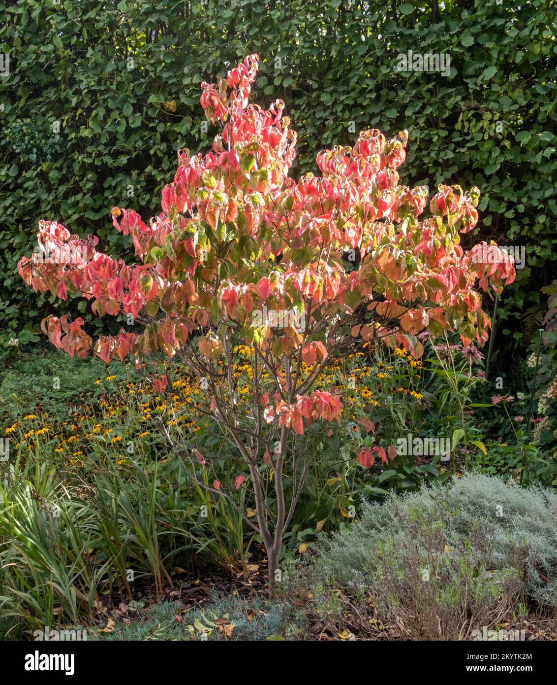Cornus florida arc-en-ciel dans un jardin Devon, Angleterre Royaume-Uni Banque D'Images