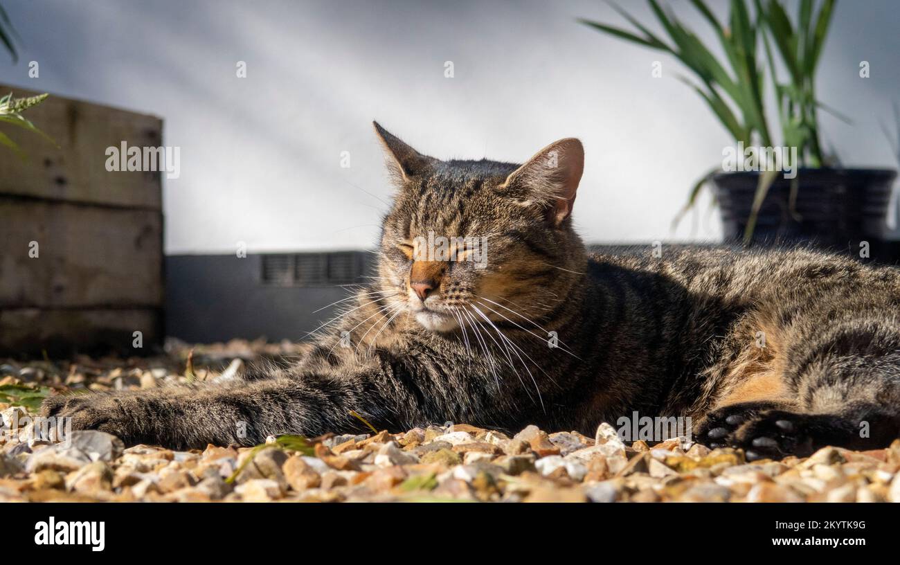 Un chat tabby dormant relaxant sur un chemin de gravier par un après-midi chaud et ensoleillé Banque D'Images