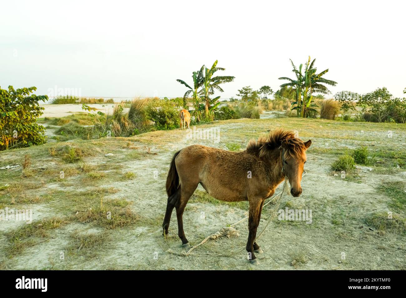 cheval brun debout dans l'herbe haute dans la lumière du coucher de soleil, fond jaune et vert Banque D'Images