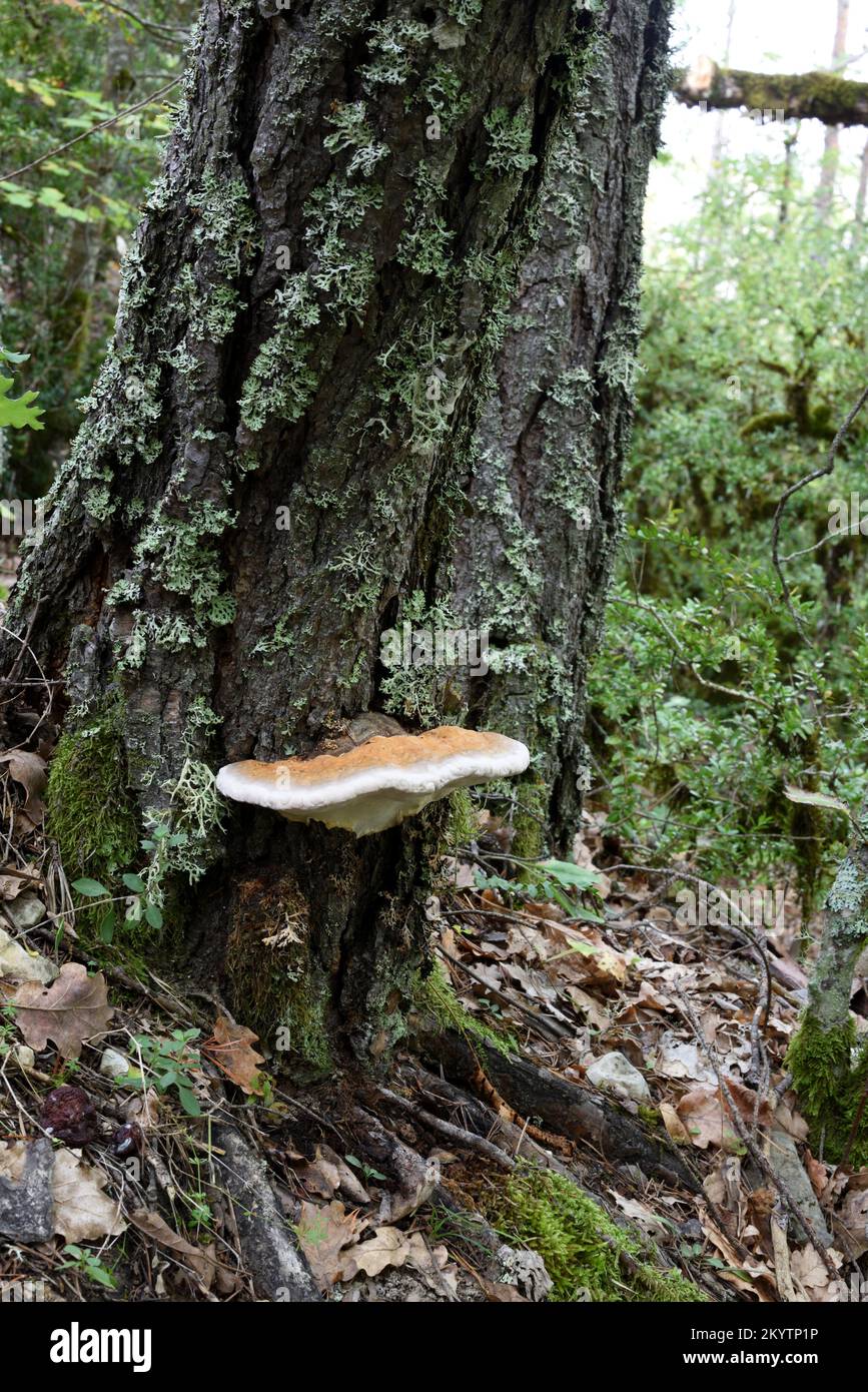 Jeune champignon de carie à ceinture rouge ou à tige Fomitopsis pinicola champignon de clayette ou champignon de support ou champignon de champignon Banque D'Images