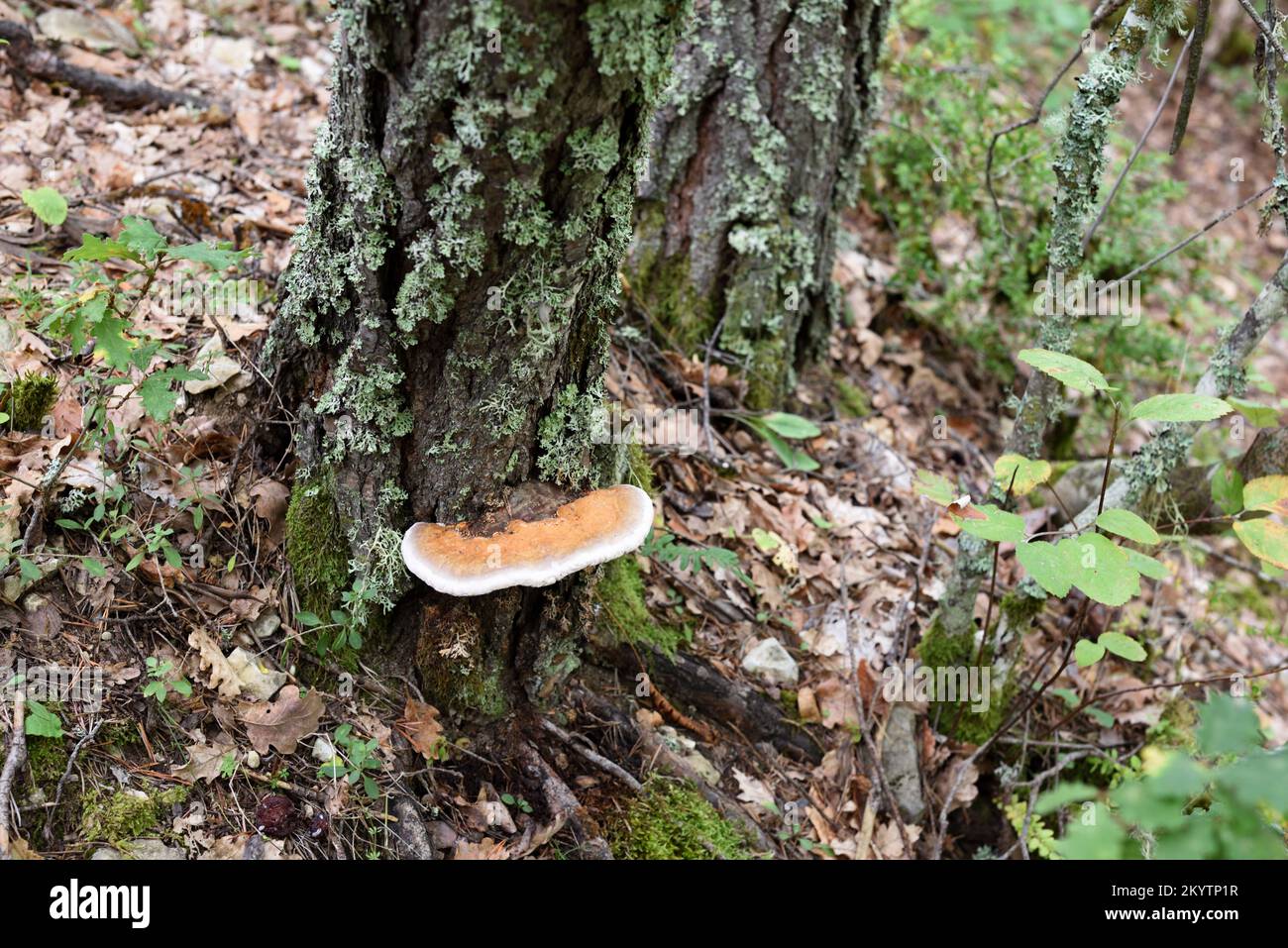 Jeune champignon de carie à ceinture rouge ou à tige Fomitopsis pinicola champignon de clayette ou champignon de support ou champignon de champignon Banque D'Images