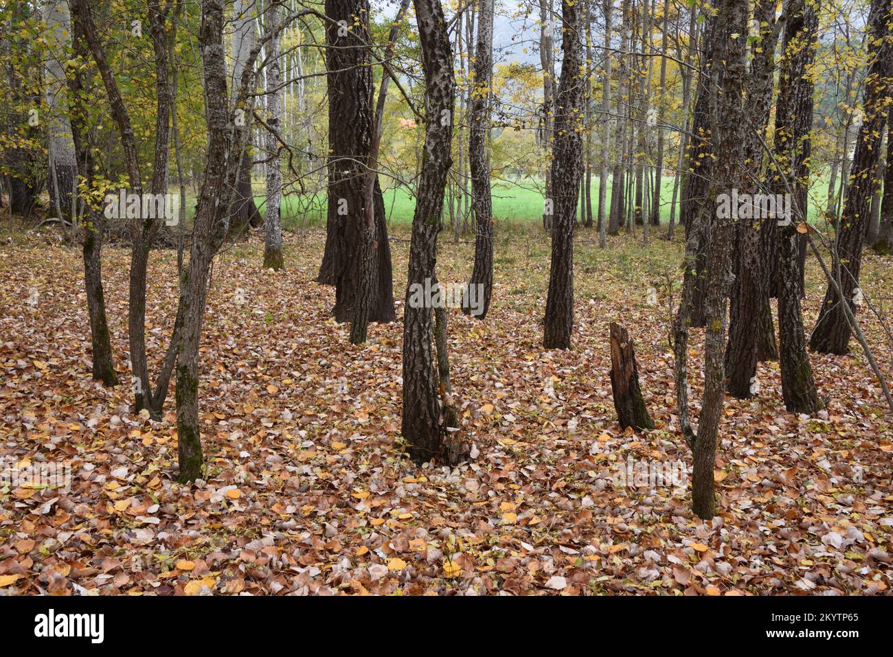 Forêt mixte de peupliers avec trunks de peupliers noirs, Populus nigra et Polars blancs, Populus alba, en automne avec feuilles d'automne sur le plancher forestier Banque D'Images