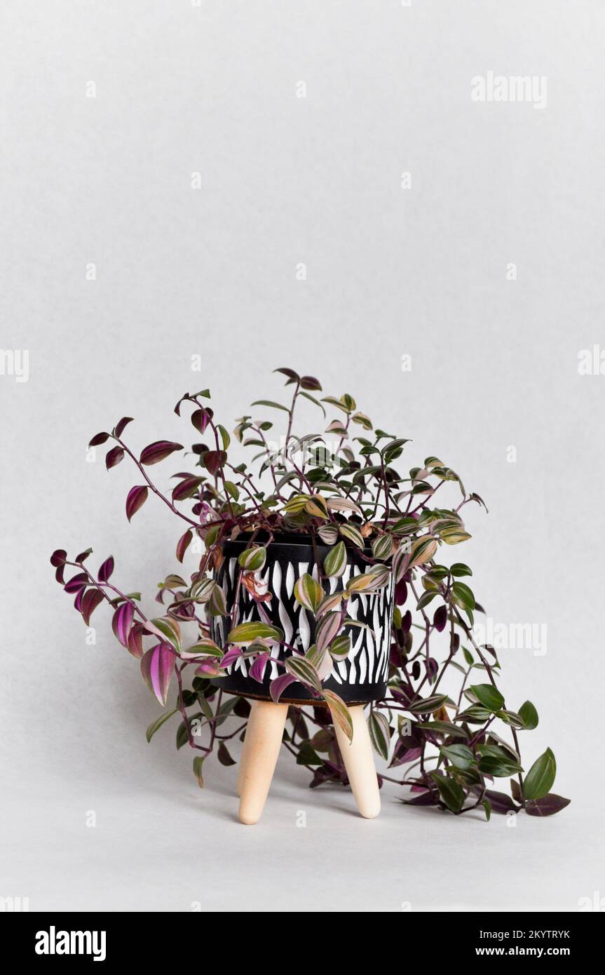 Tradescantia fluminensis tricolor maison plante dans un pot décoratif noir et blanc sur les jambes fixées sur un fond blanc avec espace de copie Banque D'Images