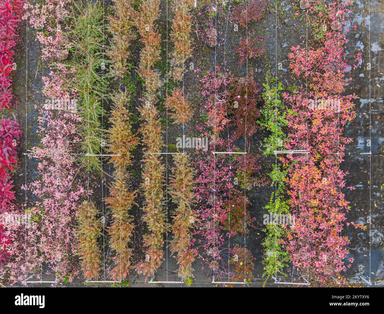 Vue aérienne d'une pépinière de plantes jaunes, rouges et vertes rouges, disposées en rangée, en automne. Plantes aux couleurs d'automne, Alsace, France, Europ Banque D'Images