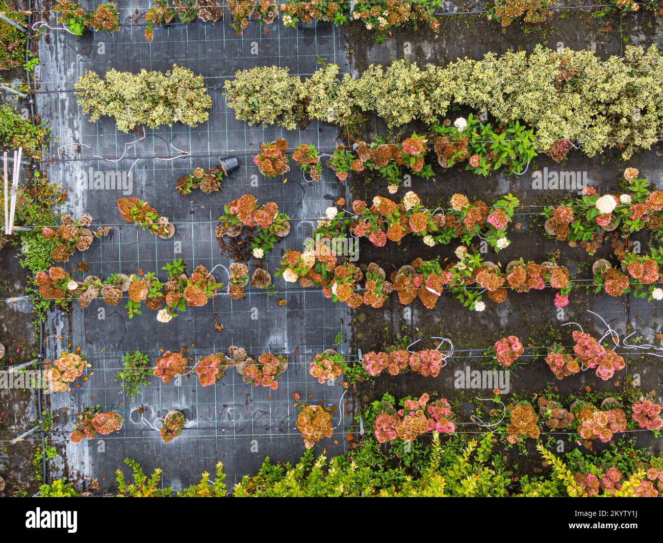 Vue aérienne d'une pépinière de plantes jaunes, rouges et vertes rouges, disposées en rangée, en automne. Plantes aux couleurs d'automne, Alsace, France, Europ Banque D'Images