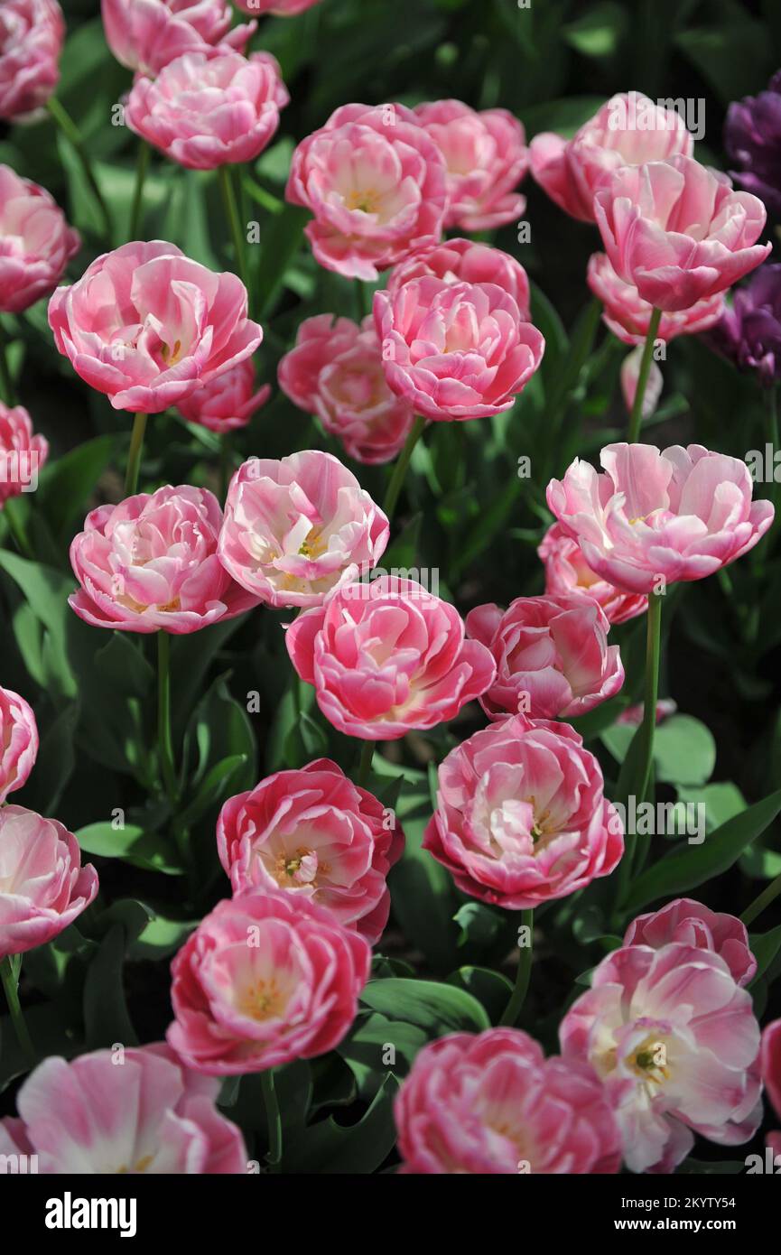 Fleurs de pivoines roses et blanches Double tulipes tardives (Tulipa) Vogue Bloom dans un jardin en avril Banque D'Images