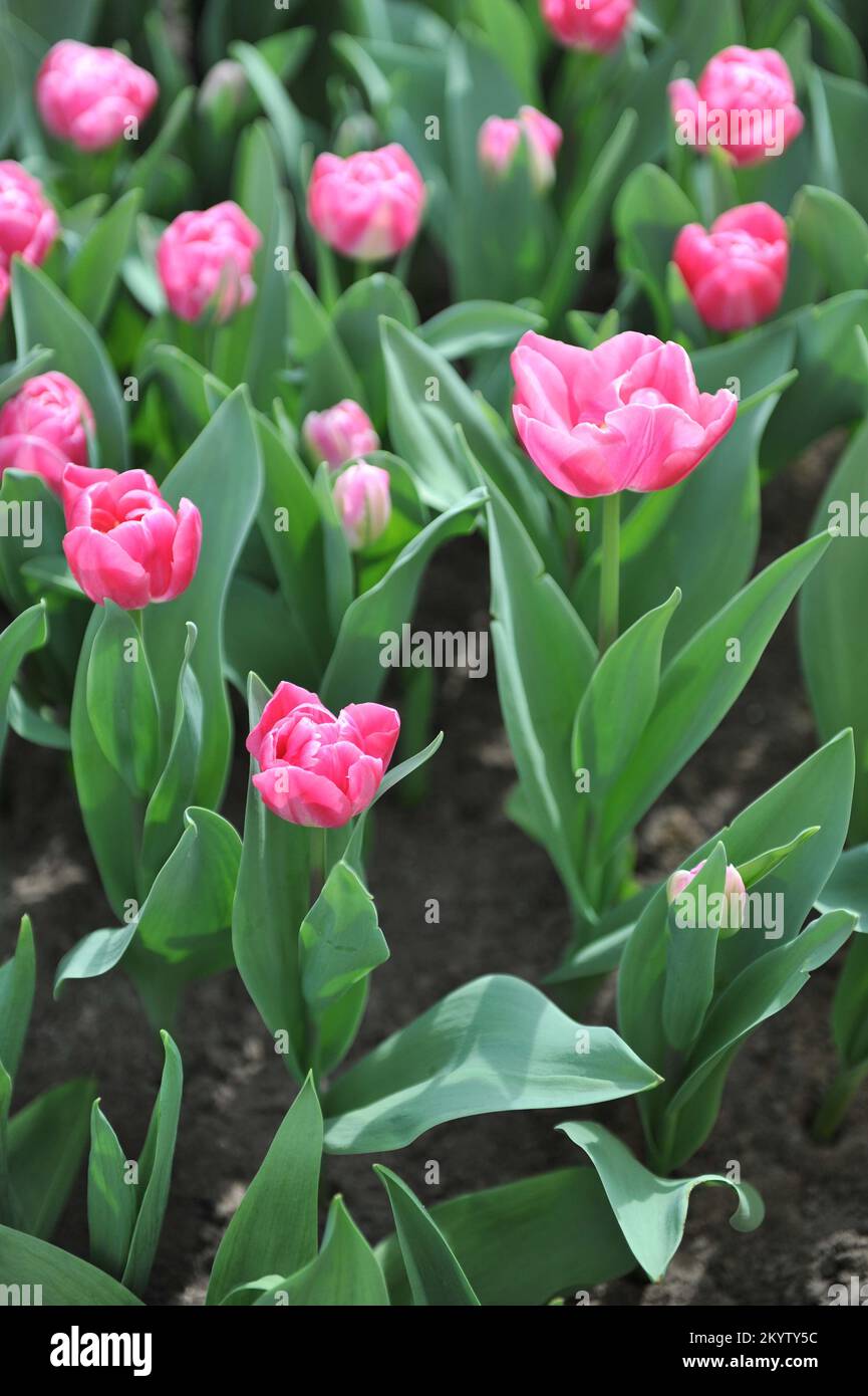 Fleurs de pivoines roses et blanches Double tulipes tardives (Tulipa) Vogue Bloom dans un jardin en avril Banque D'Images