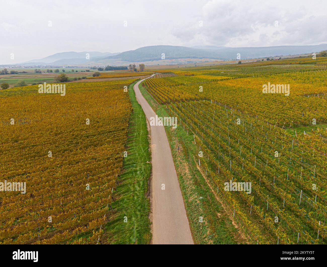 Vue aérienne d'une route traversant les vignobles en automne. Les vignes sont jaune-orange aux couleurs de l'automne, de l'Alsace, de la France et de l'Europe Banque D'Images