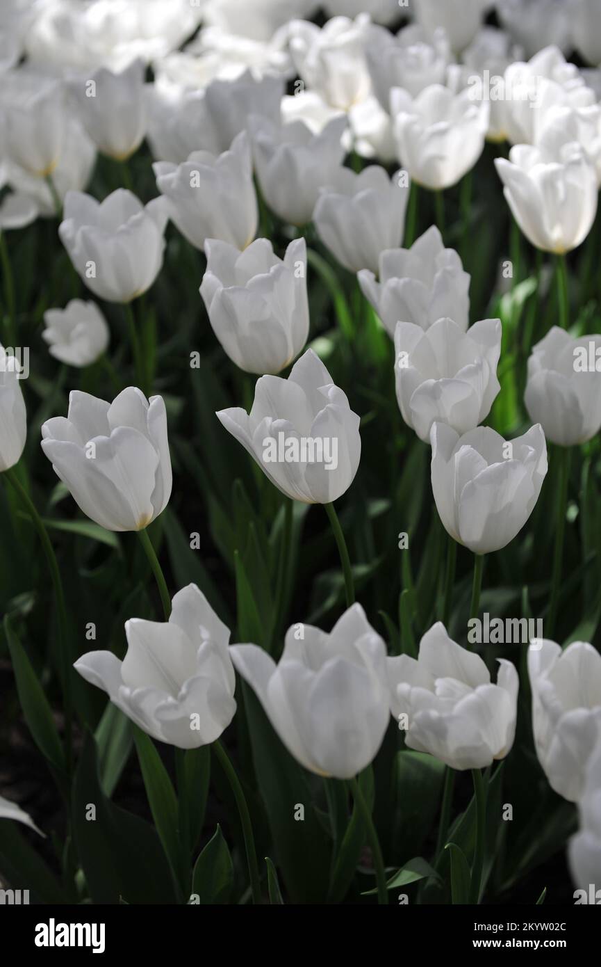 Tulipes de Triumph blanc (Tulipa) le héros blanc fleurit dans un jardin en avril Banque D'Images