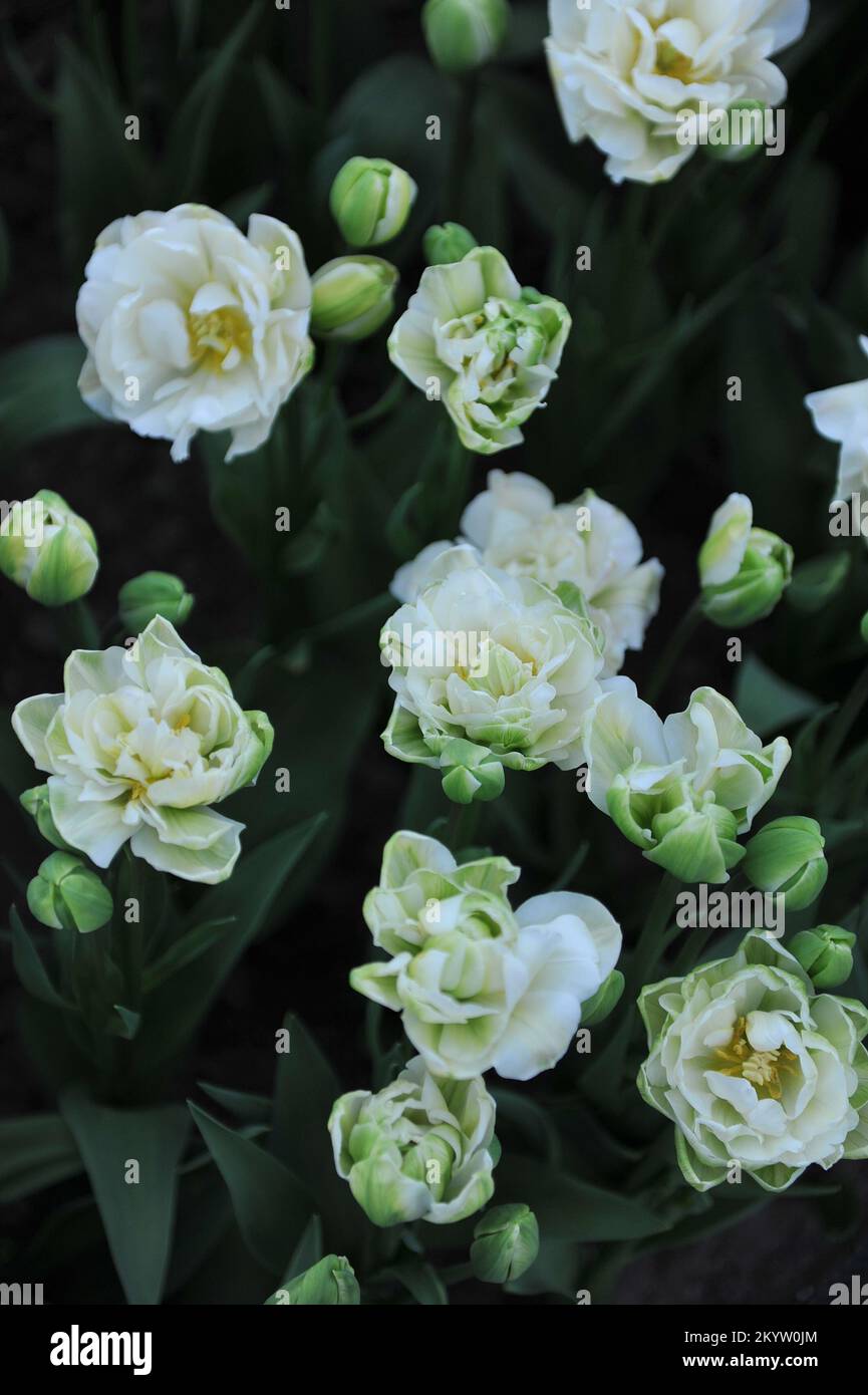 Double tulipes à fleurs multiples tardives (Tulipa) White Touch fleurissent dans un jardin en avril Banque D'Images