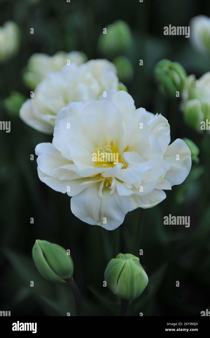 Double tulipes à fleurs multiples tardives (Tulipa) White Touch fleurissent dans un jardin en avril Banque D'Images