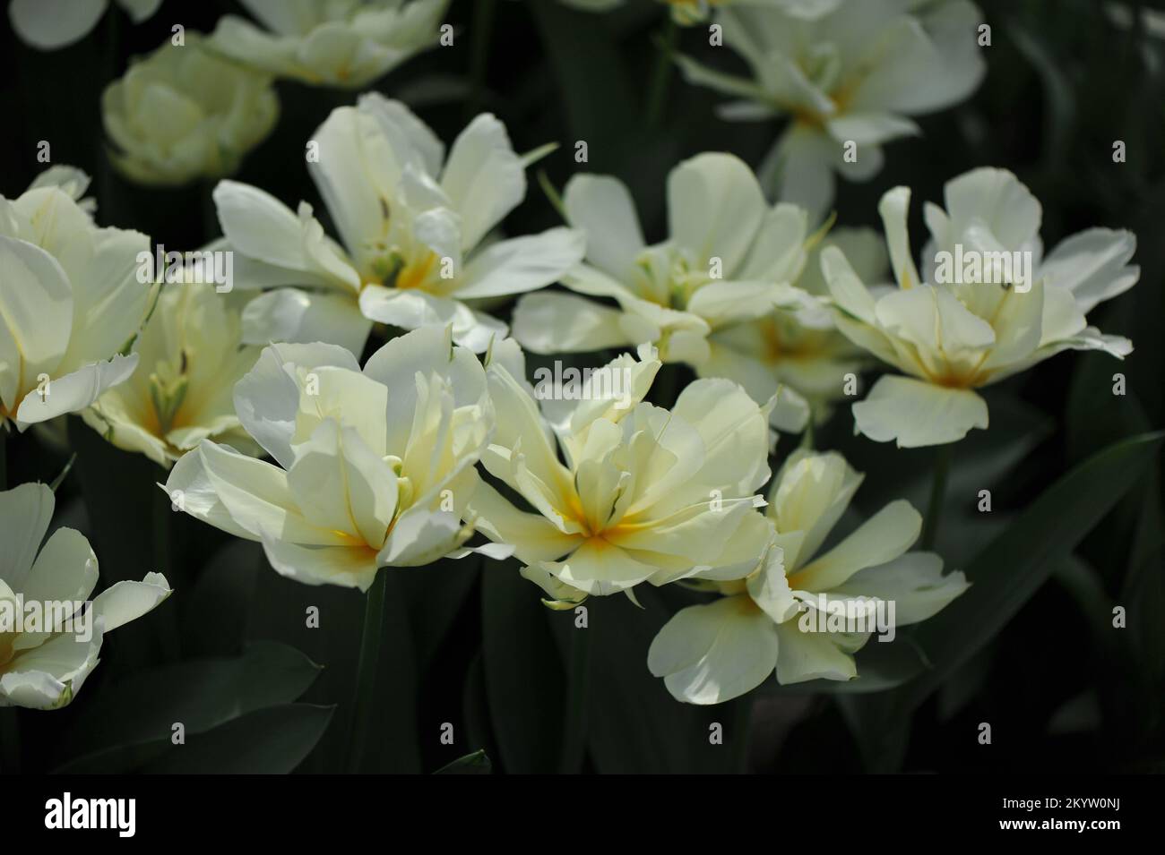 Tulipes de Fosteriana (Tulipa) la vallée blanche fleurit dans un jardin en mars Banque D'Images