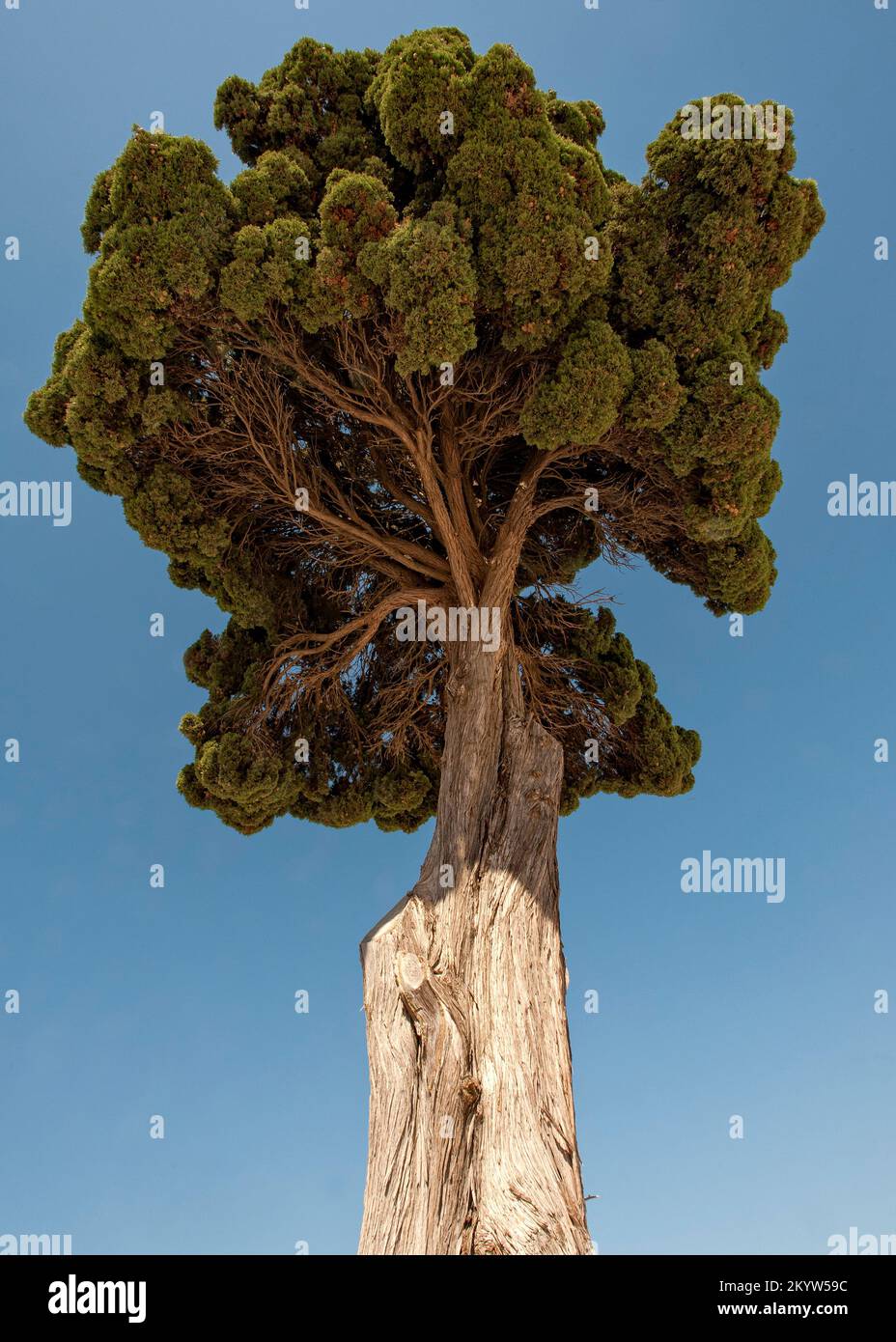 PIN en pierre ou PIN-parapluie, Pinus pinea, cimetière de Fuseta, Algarve, Portugal Banque D'Images