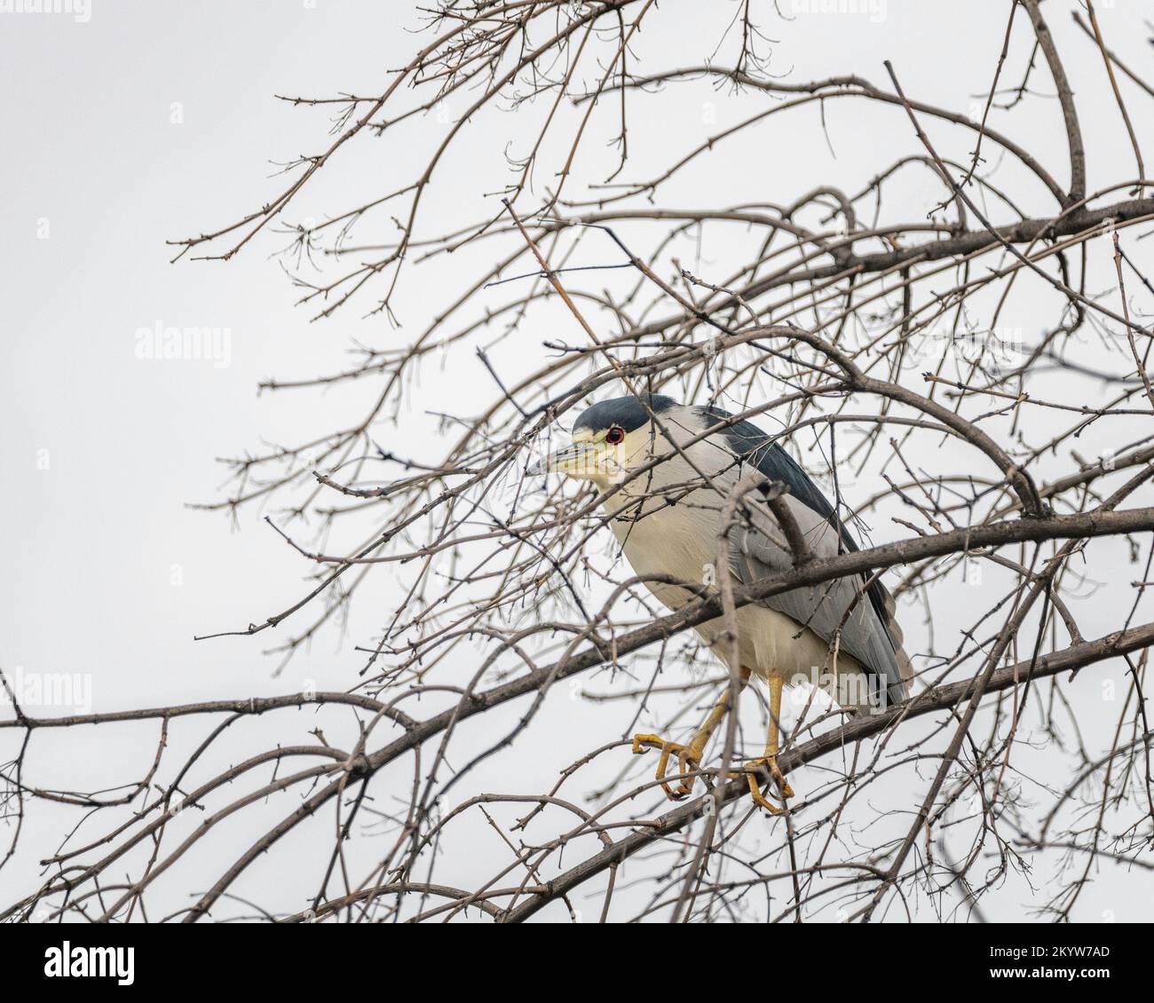 Un héron de nuit à couronne noire (Nycticorax nycticorax) perche au sommet d'un arbre à la réserve naturelle du bassin de Sepulveda à Van Nuys, CA. Banque D'Images