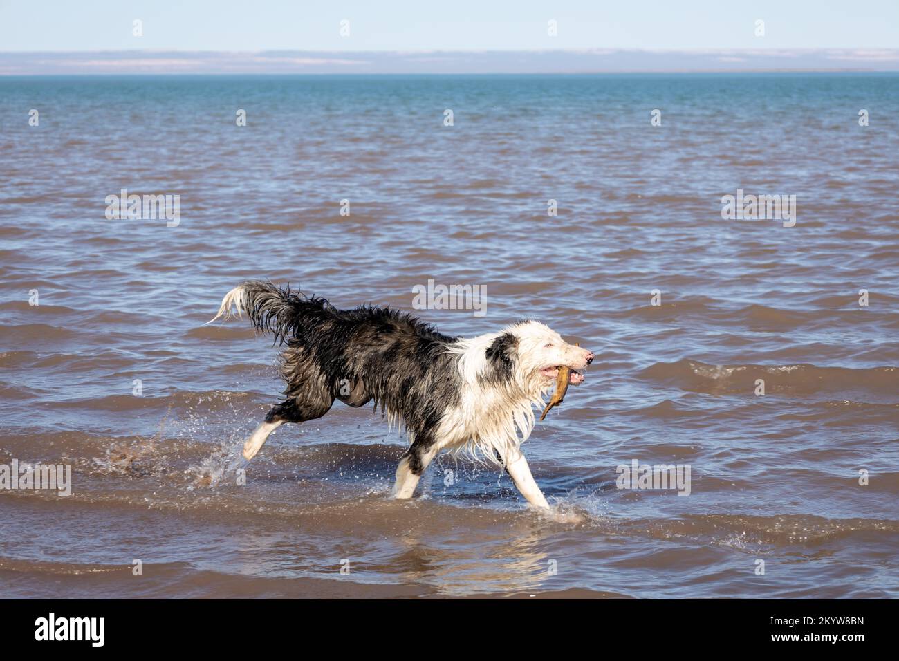 Beau collie noir et blanc courant avec son bâton au bord du lac. Animal humide jouant dans l'eau. Banque D'Images