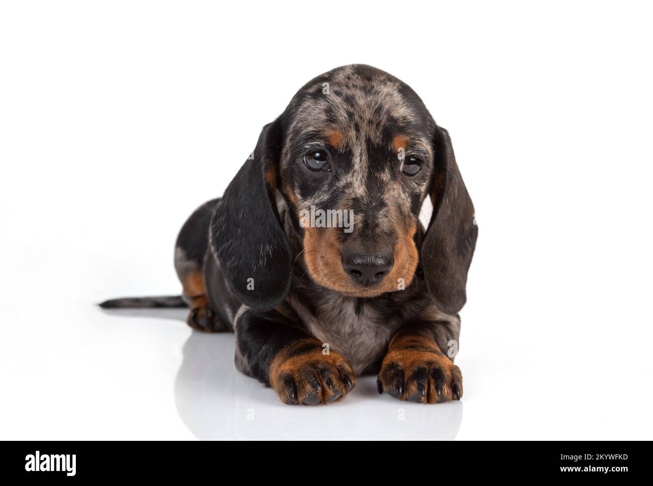 Curieux dachshund en marbre chiot regarde vers l'avant et incline sa tête, allongé sur le fond blanc du studio Banque D'Images