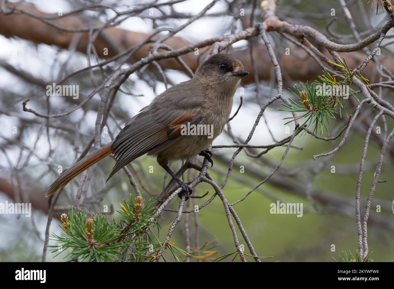 Unglückshäher, Perisoreus infaustus, siberian jay, le Mésangeai imitateur Banque D'Images