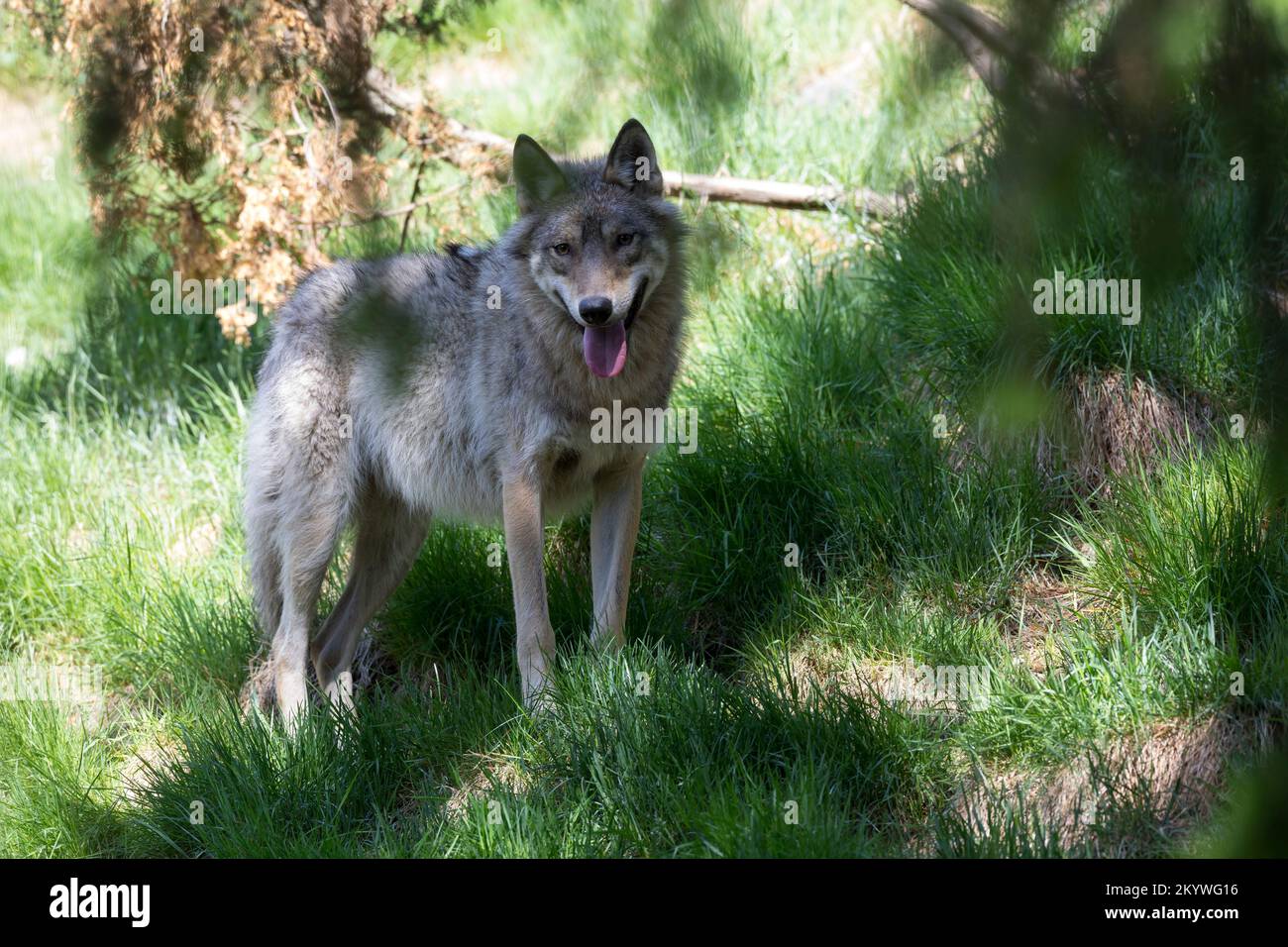 Loup, Wölfe, Canis lupus, loup gris, loup gris, Le Loup gris Banque D'Images