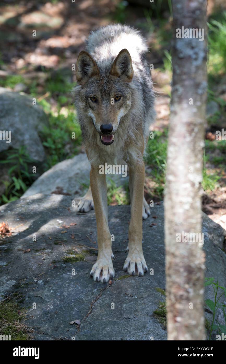 Loup, Wölfe, Canis lupus, loup gris, loup gris, Le Loup gris Banque D'Images