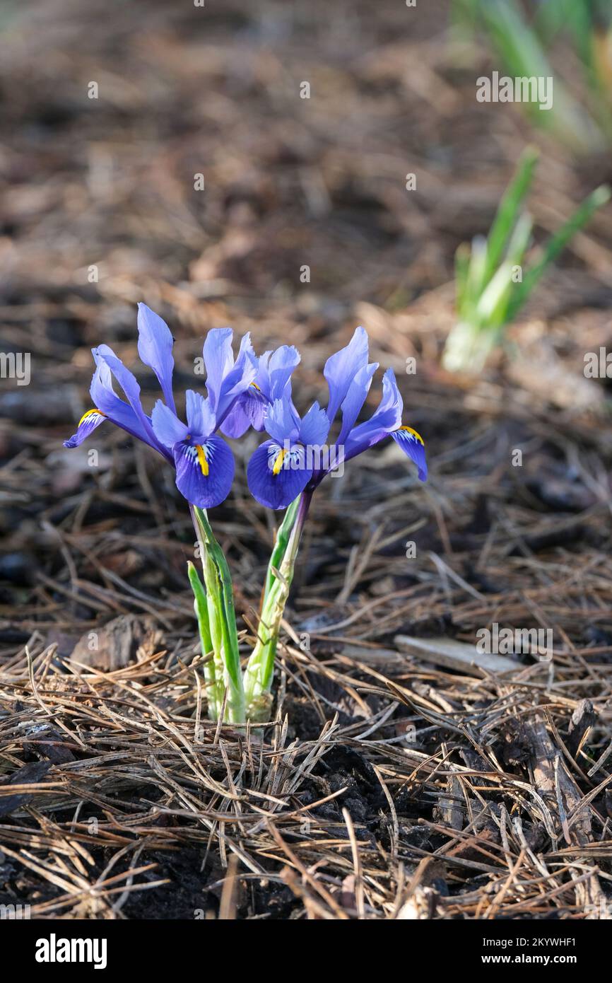 Iris Harmony, Iris reticulata Harmony, iris nain, fleurs bleu royal, col blanc rayé, bande centrale jaune vif sur les chutes. Banque D'Images