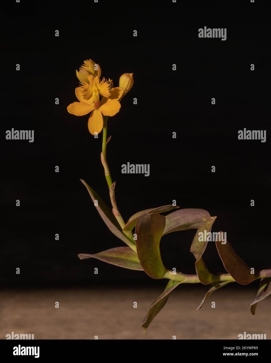 Vue rapprochée de la belle orchidée épiphytique tropicale fleuri avec fleur d'orange jaune vif et bourgeon isolé sur fond noir Banque D'Images