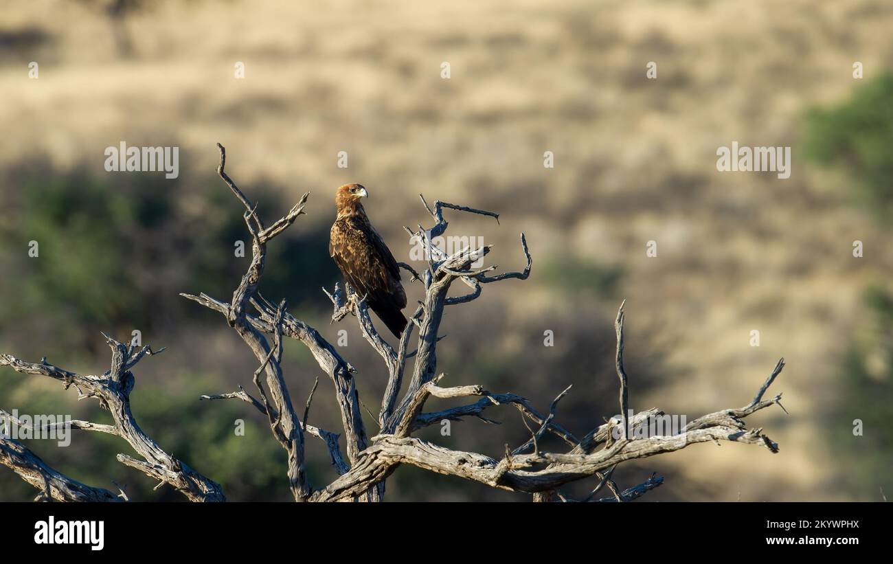 Parc transfrontalier Tawny Eagle (Aquila rapax) Kgalagadi, Afrique du Sud Banque D'Images