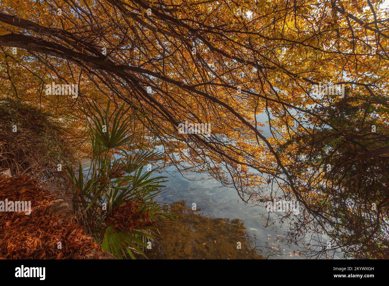 Branches d'arbres de couleur automnale sur la rive du lac de Lugano, en Suisse Banque D'Images