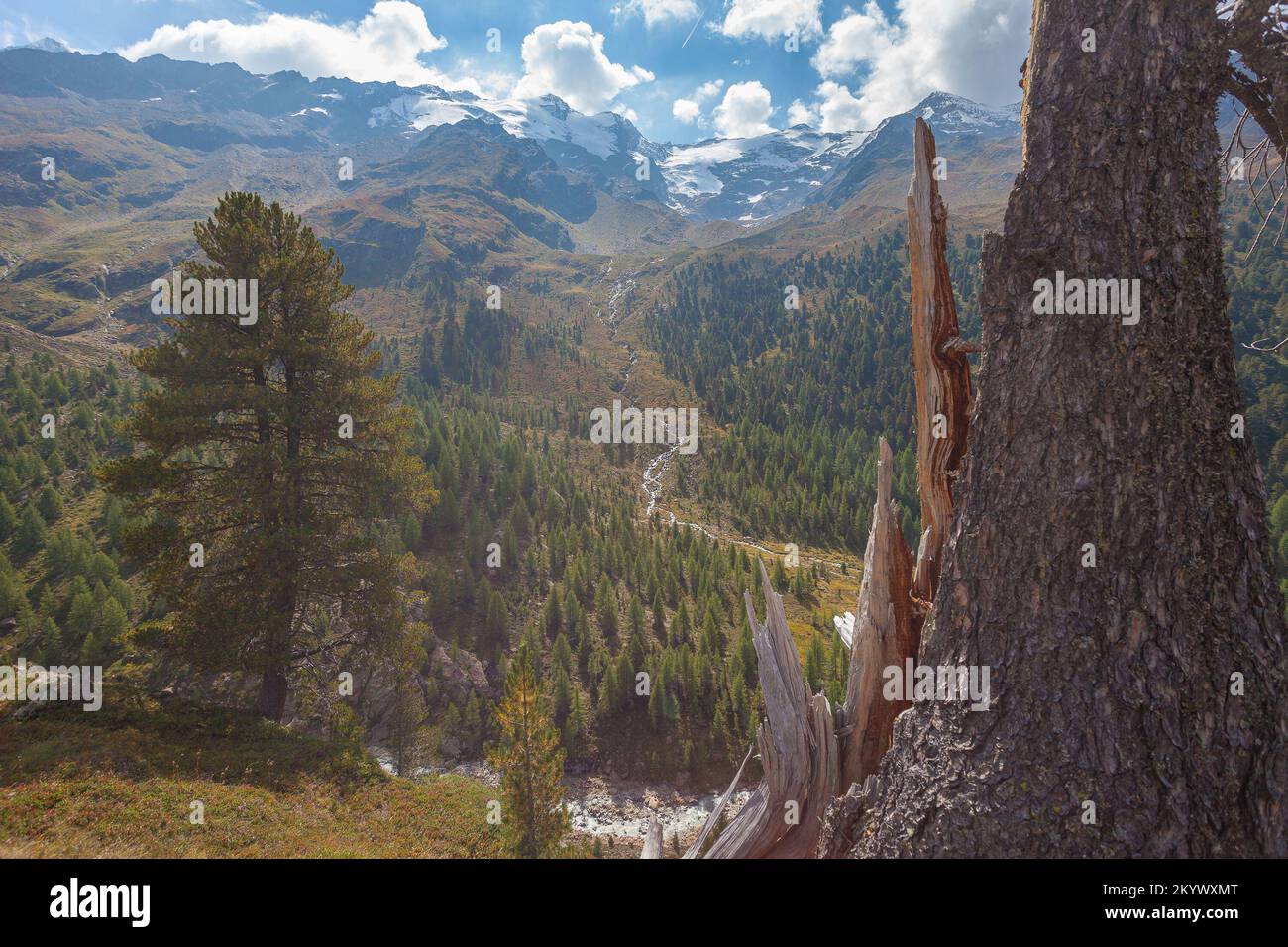 Gros plan de tronc de pin brisé avec paysage alpin et forêt en arrière-plan Banque D'Images