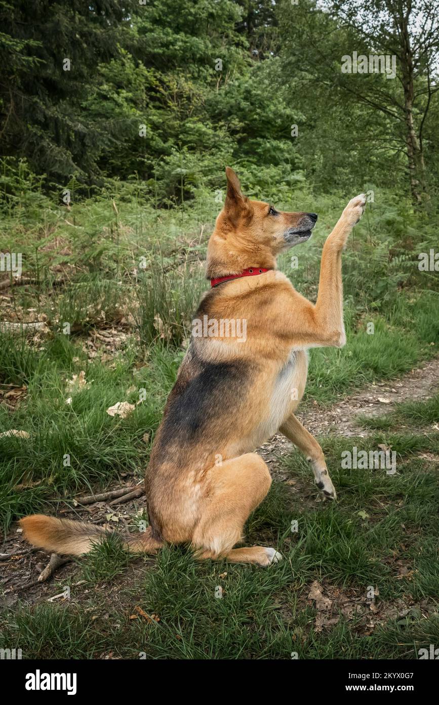 Croix de Berger allemand Saluki donnant patte Banque D'Images