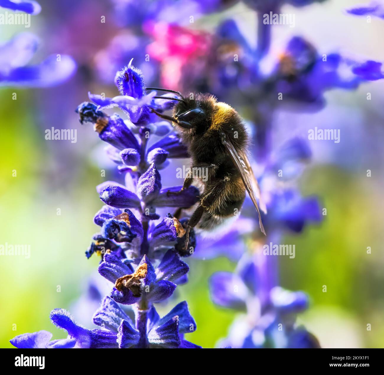 Macro d'une abeille à queue blanche du nord sur une fleur de fleur de sauge pourpre Banque D'Images