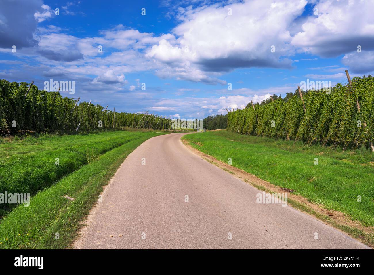 La culture du houblon dans un jardin de houblon en Bavière, dans une région appelée Hallertau, qui est célèbre pour la culture du houblon Banque D'Images