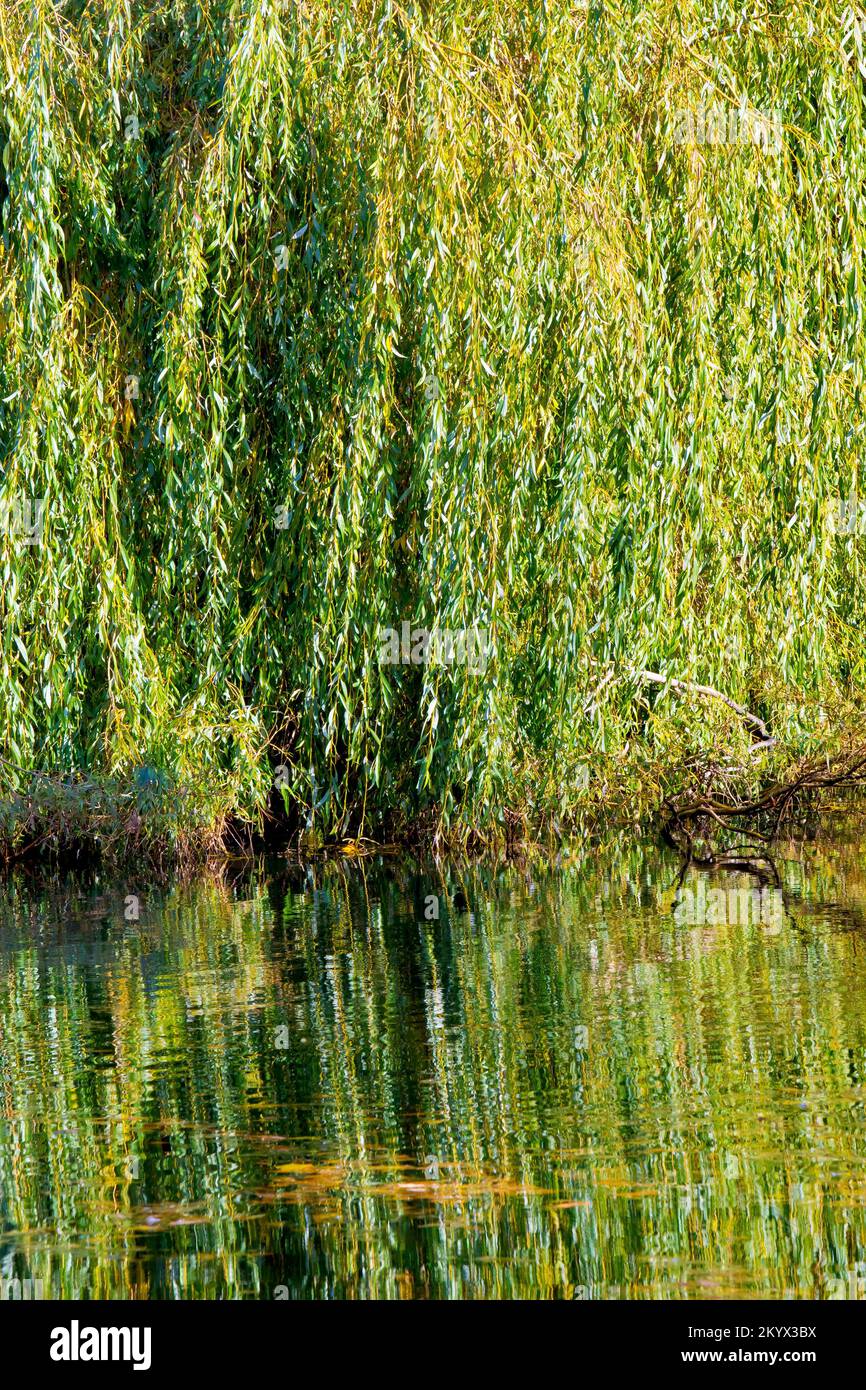 Les branches coulantes d'un saule pleureux (salix babylonica) se reflètent dans les eaux calmes de l'étang de Keptie à Arbroath, Angus, Écosse. Banque D'Images