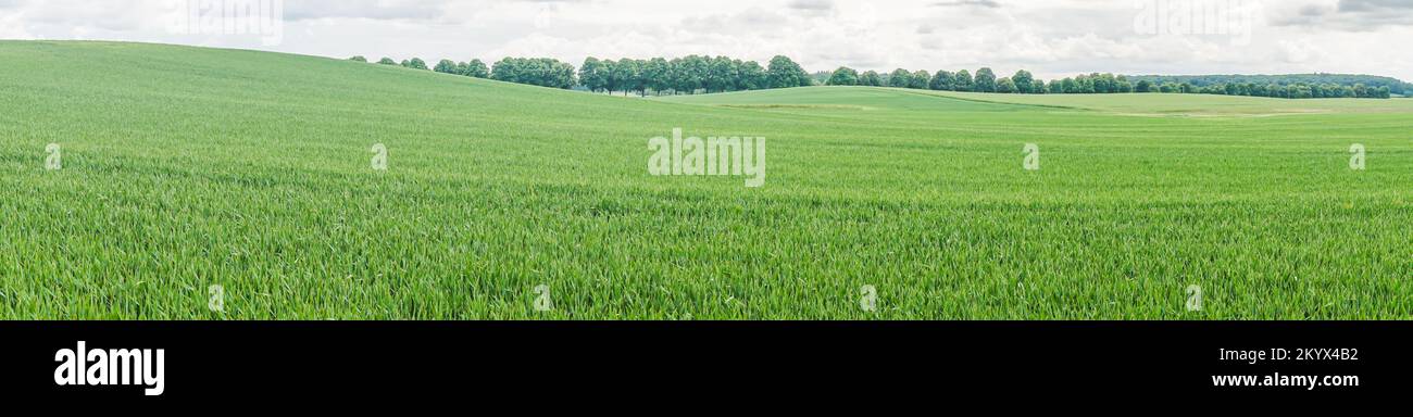 Champs verts près de Benzin dans le Mecklembourg avec forêt en arrière-plan Banque D'Images