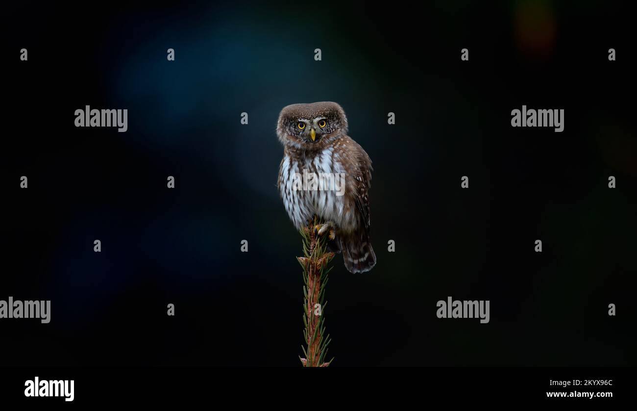 Glaucidium passerinum est assis sur une branche la nuit et regarde la proie, la meilleure photo Banque D'Images