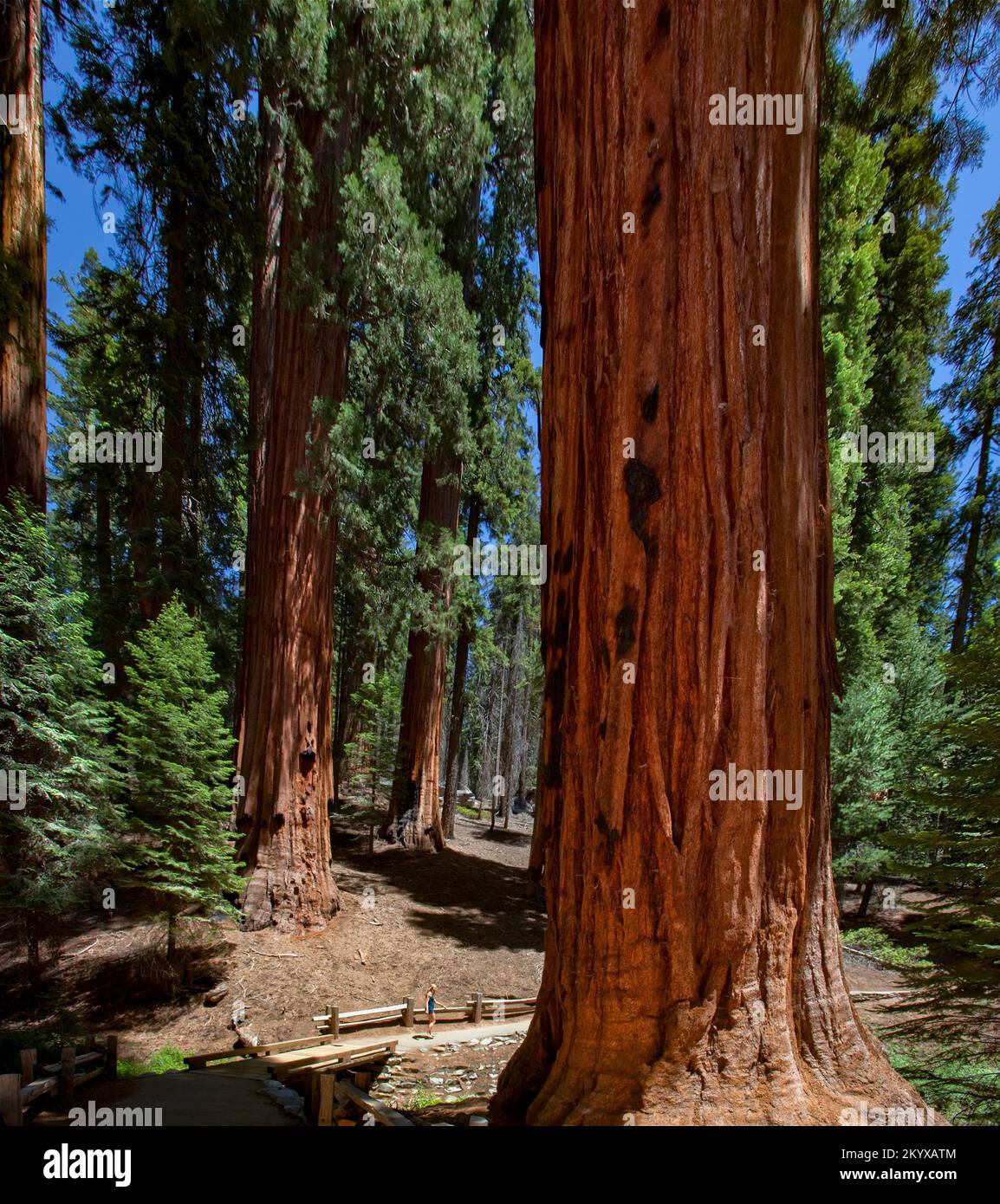 Arbres géants, parc national de Sequoia Banque D'Images