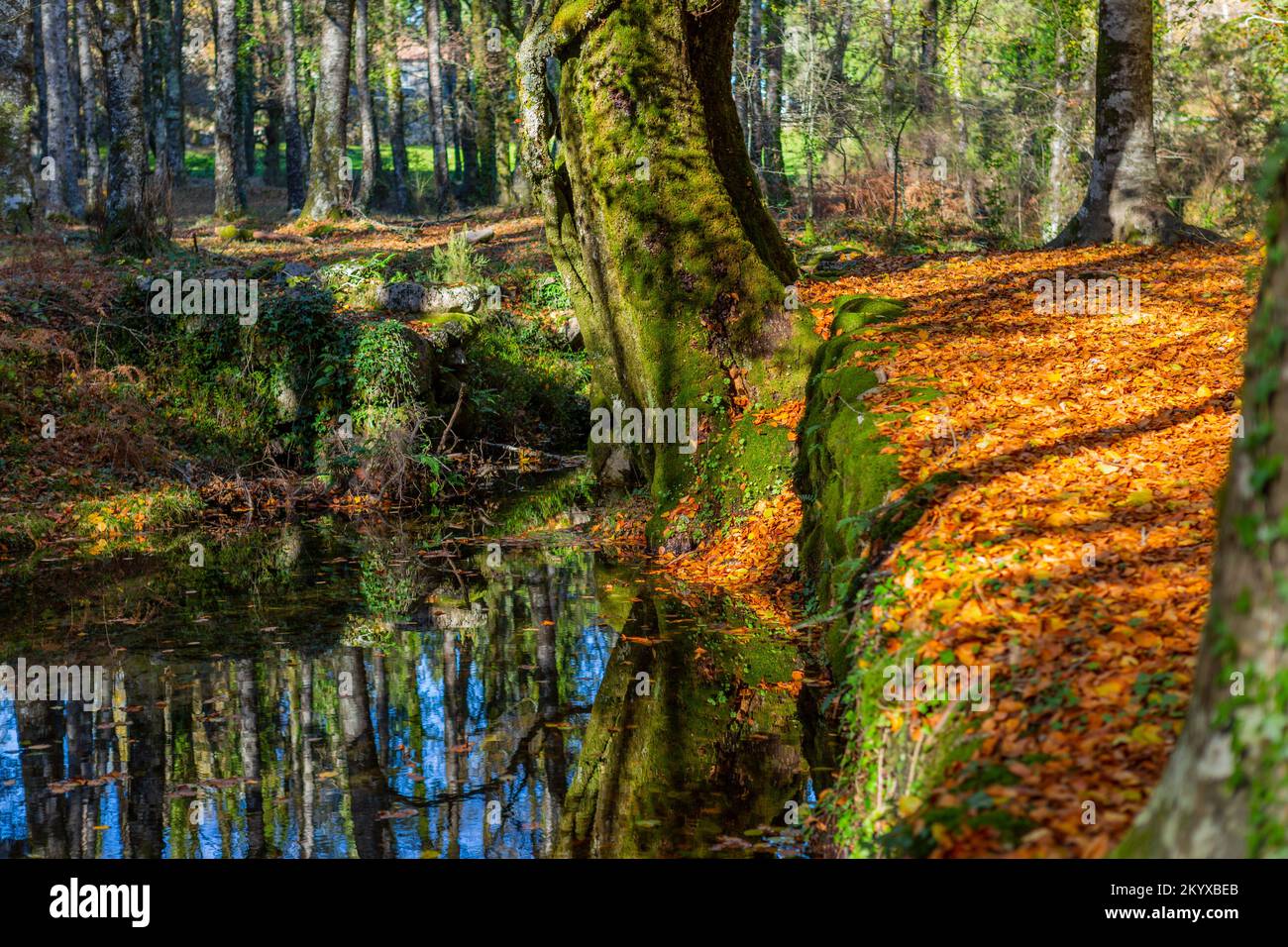 Forêt d'automne à l'Albergaria da Mata, Geres National Park, Portugal Banque D'Images