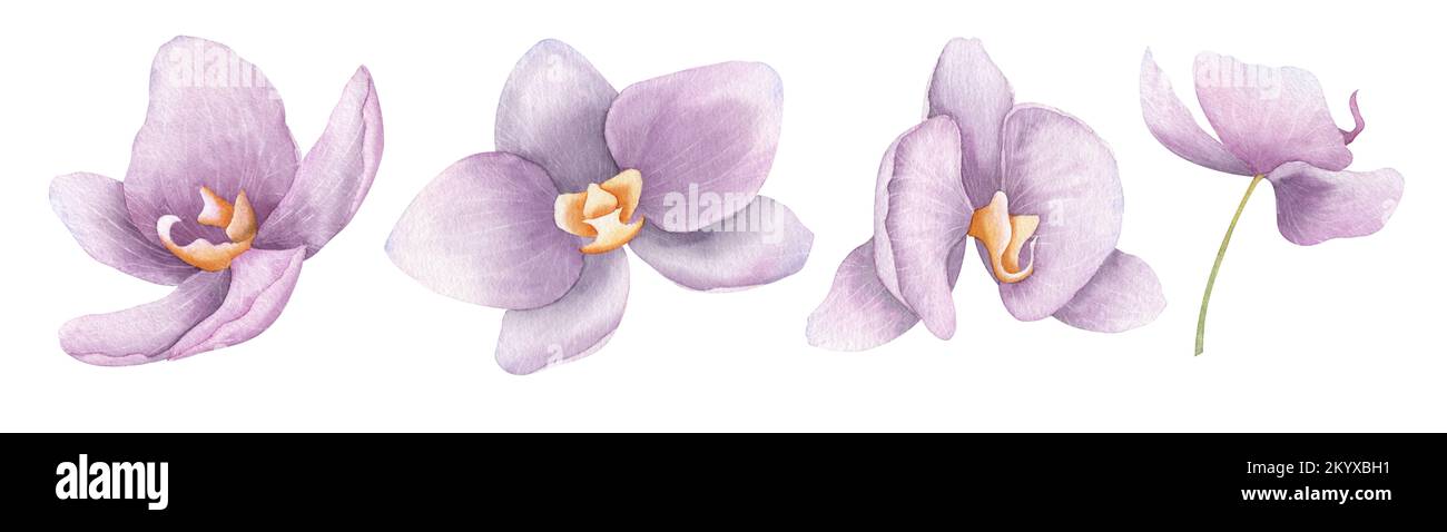 Aquarelle fleurs d'orchidée pourpre Phalaenopsis. Illustration florale dessinée à la main dans des couleurs roses délicates. Dessin botanique de plantes exotiques tropicales pour cartes de vœux ou invitations de mariage. Banque D'Images
