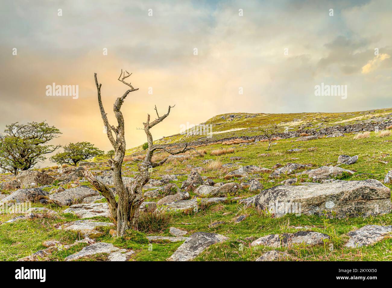 Arbre mort dans un paysage au parc national de Dartmoor, Devon, Angleterre, Royaume-Uni Banque D'Images