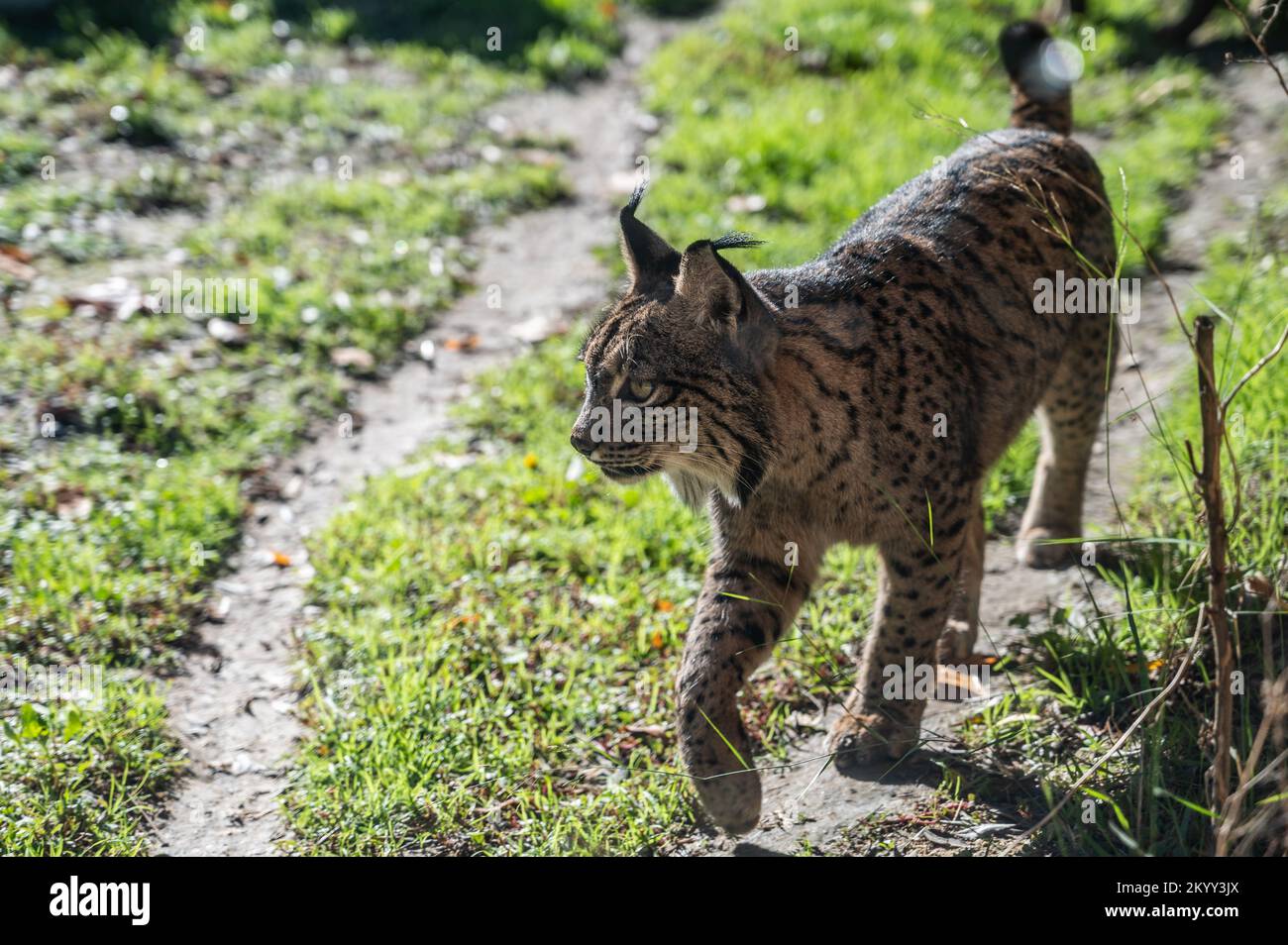 Un lynx ibérique (Lynx pardinus), espèce sauvage de chat endémique de la péninsule ibérique, est classé en voie de disparition Banque D'Images