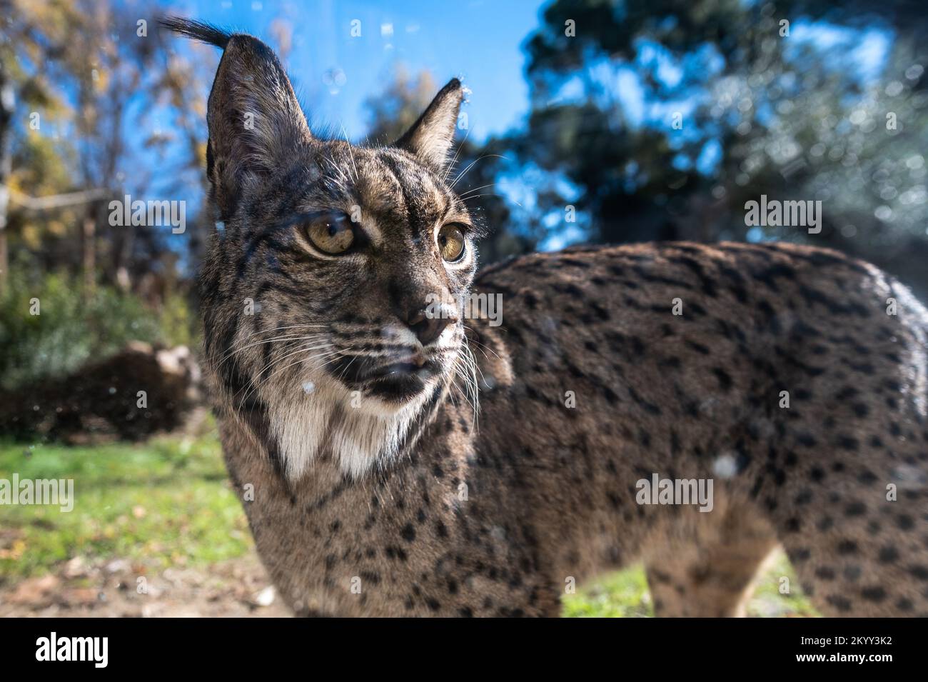 Un lynx ibérique (Lynx pardinus), espèce sauvage de chat endémique de la péninsule ibérique, est classé en voie de disparition Banque D'Images