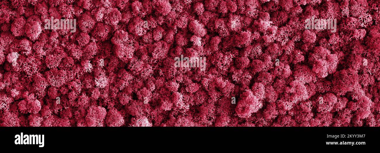 Arrière-plan en mousse abstraite, mousse décorative pour la décoration intérieure. Démonstration des couleurs de 2023 - Viva Magenta. Banque D'Images