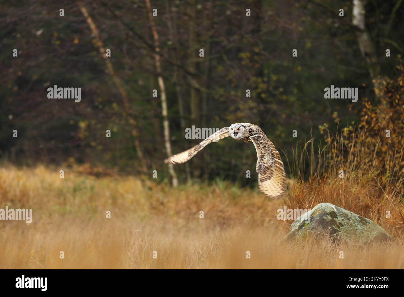 Scène d'automne avec hibou. Grand hibou de l'aigle de Sibérie orientale, Bubo bubo sibiricus, voler à travers l'herbe d'automne, Russie. Banque D'Images
