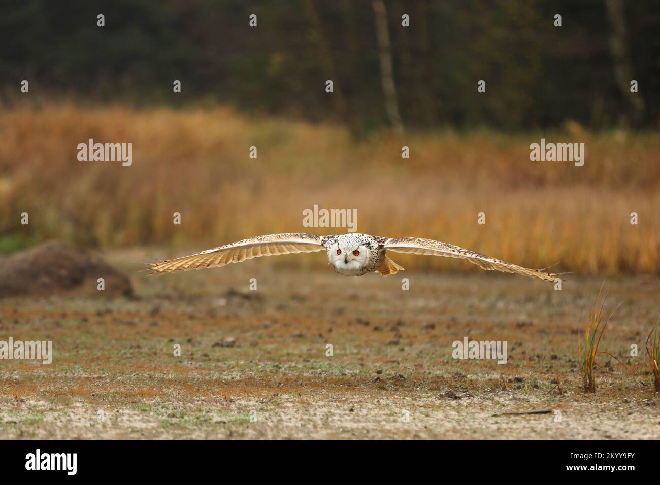 Grand hibou de l'aigle de Sibérie orientale, Bubo bubo sibiricus, volant à travers le paysage d'automne, Russie Banque D'Images