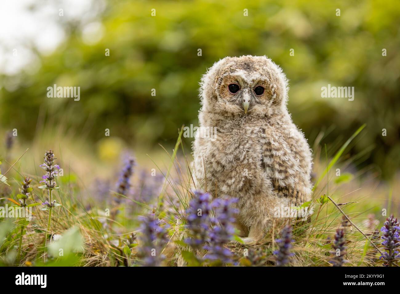 Tawny Owl - Strix aluco - juvénile juste à l'extérieur du nid. République tchèque. Prairie verte avec fond floral Banque D'Images