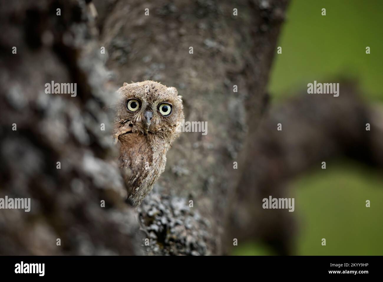 Ops, Otus Scrops, petit hibou dans l'habitat naturel, assis sur la branche verte de l'arbre, forêt en arrière-plan, Bulgarie. Scène de la faune f Banque D'Images