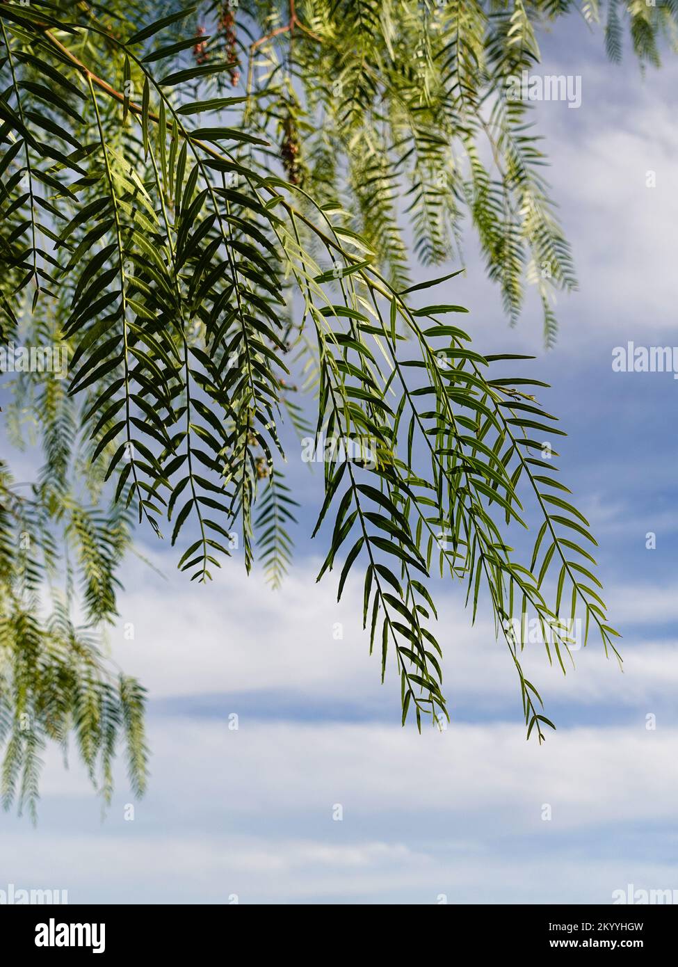 Le saule pleureur se branche sur un ciel bleu avec des nuages blancs. Banque D'Images