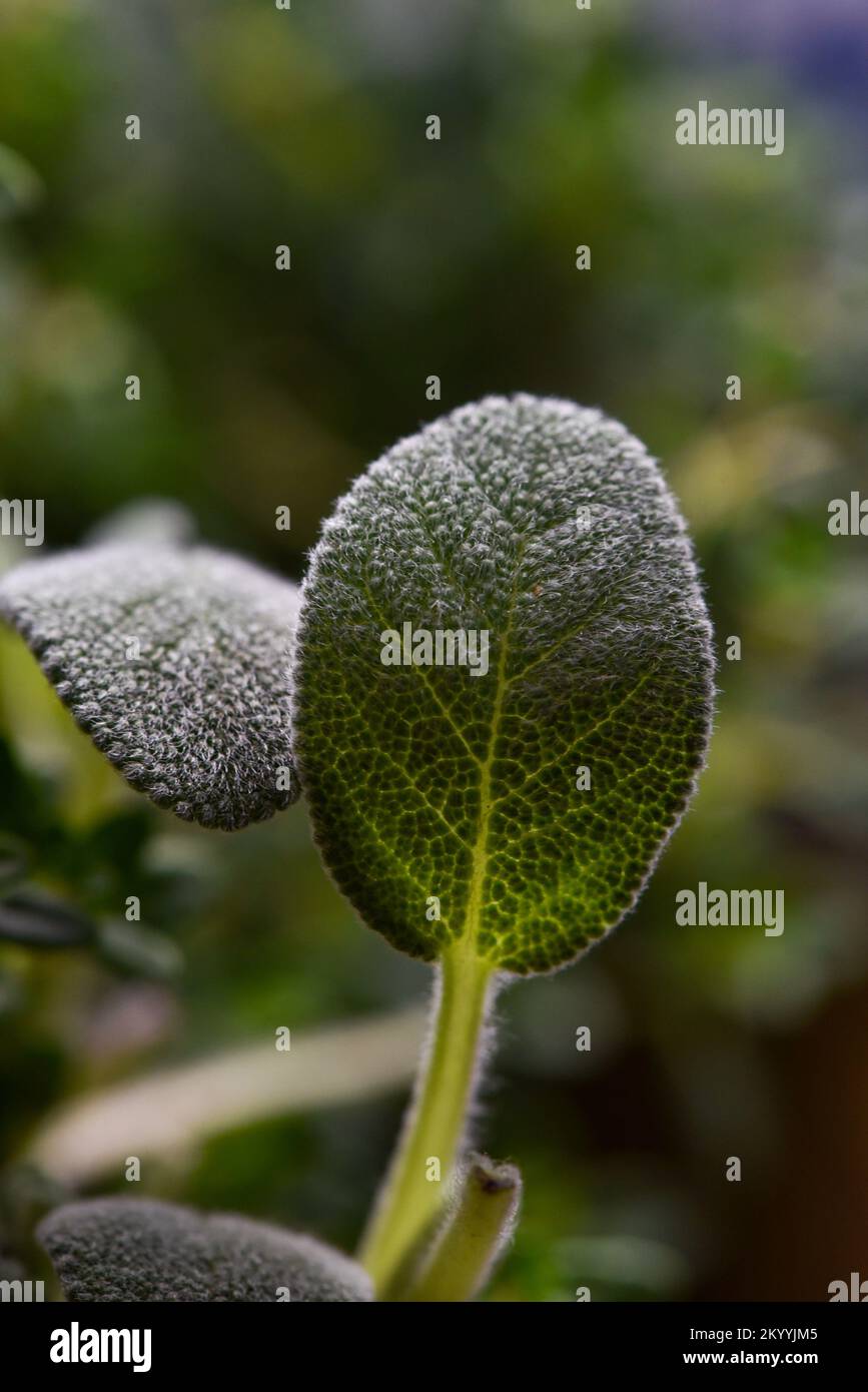 Image d'une feuille d'herbe de sauge verte Banque D'Images