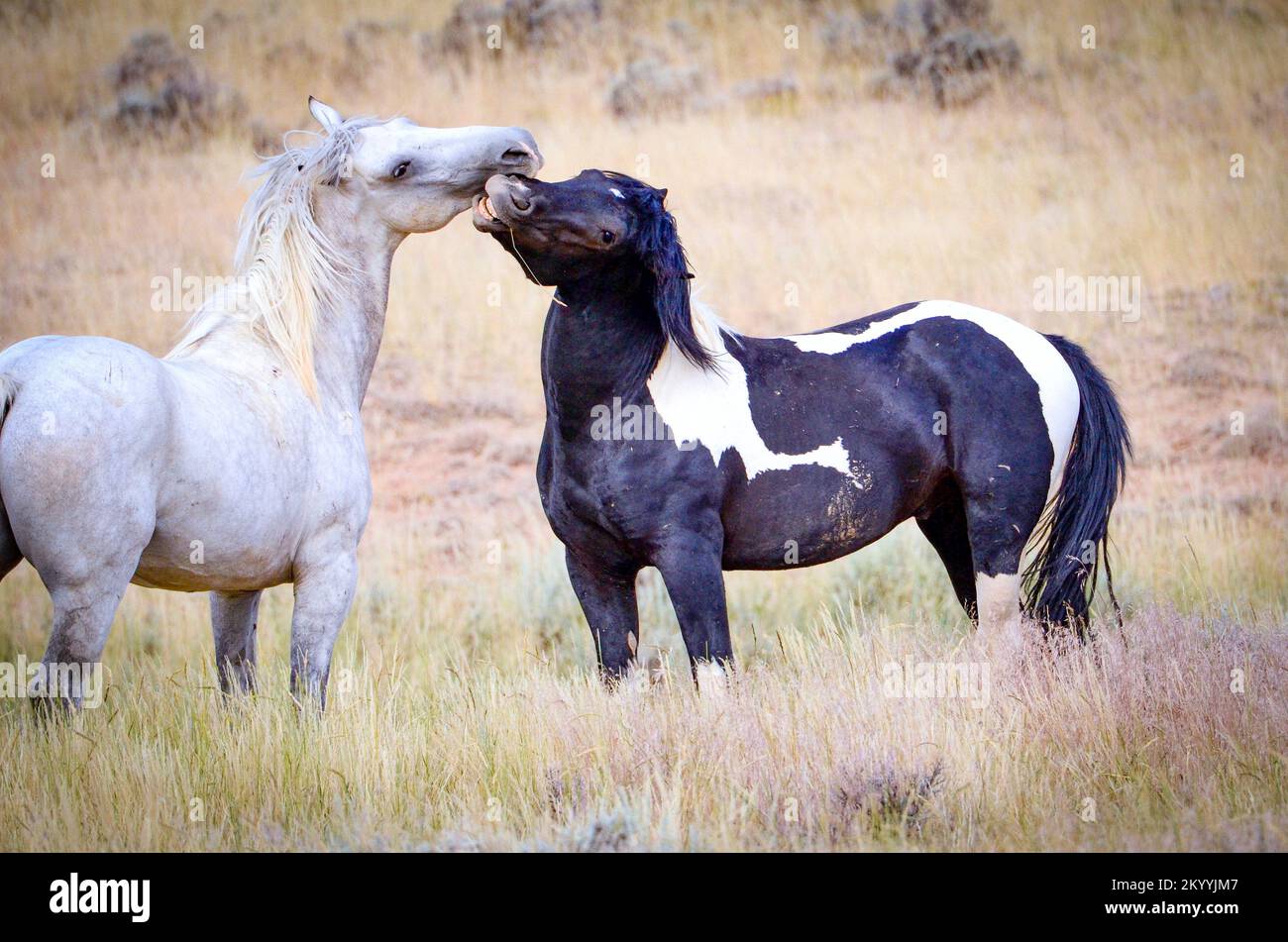 Sauvage Mustangs Roam Free près de Cody, Wyoming Banque D'Images