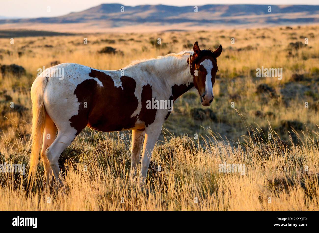 Sauvage Mustangs Roam Free près de Cody, Wyoming Banque D'Images