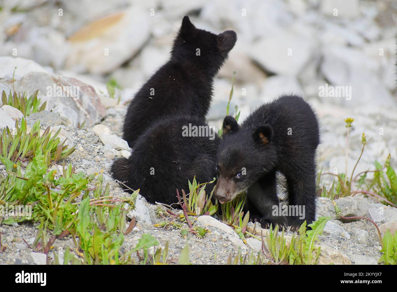 L'ours noir d'oursons Banque D'Images